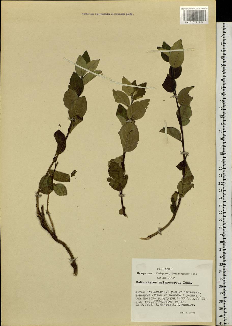 Cotoneaster melanocarpus G. Lodd., Siberia, Altai & Sayany Mountains (S2) (Russia)