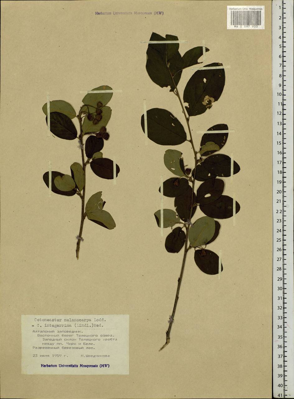 Cotoneaster melanocarpus G. Lodd., Siberia, Altai & Sayany Mountains (S2) (Russia)