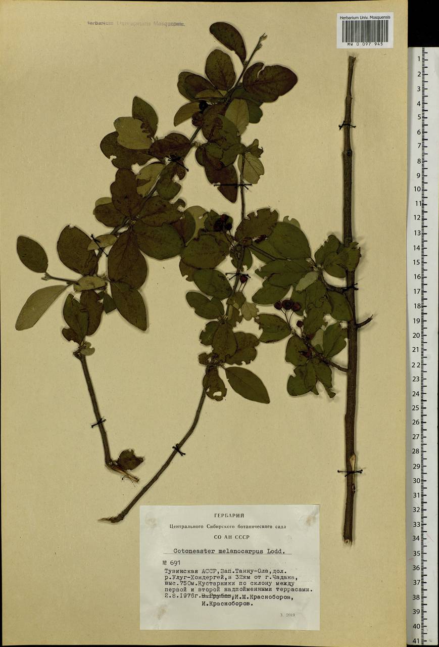 Cotoneaster melanocarpus G. Lodd., Siberia, Altai & Sayany Mountains (S2) (Russia)
