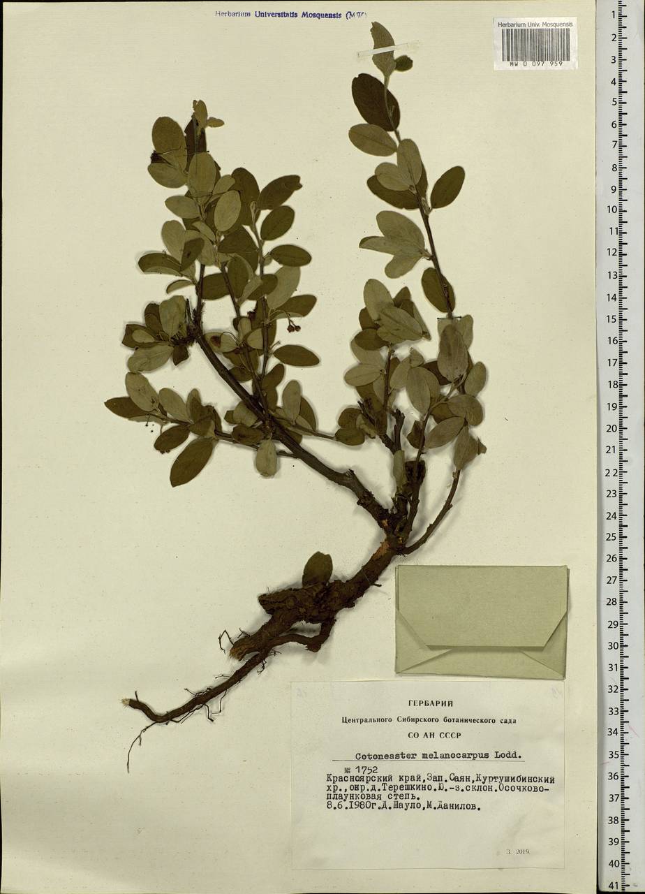 Cotoneaster melanocarpus G. Lodd., Siberia, Altai & Sayany Mountains (S2) (Russia)