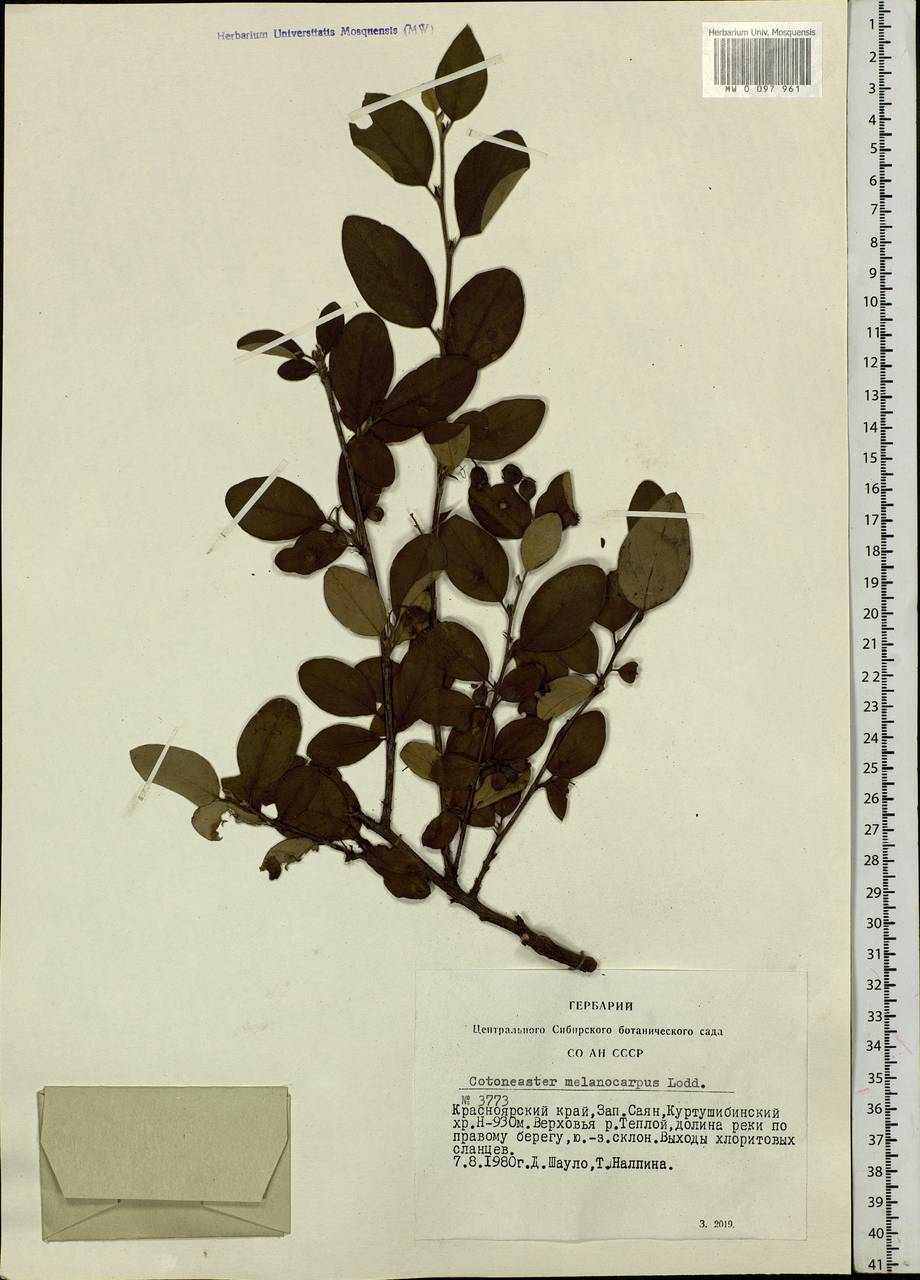 Cotoneaster melanocarpus G. Lodd., Siberia, Altai & Sayany Mountains (S2) (Russia)