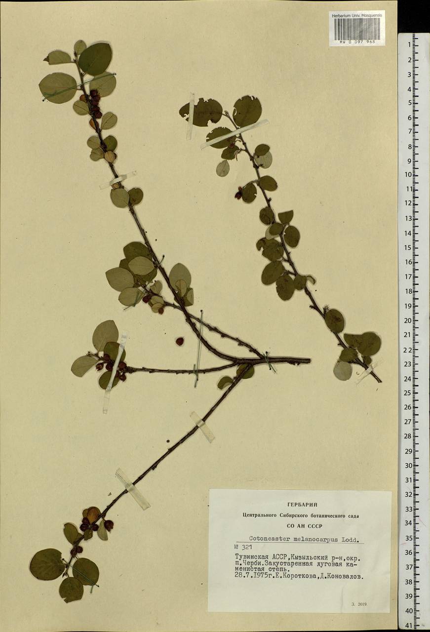 Cotoneaster melanocarpus G. Lodd., Siberia, Altai & Sayany Mountains (S2) (Russia)