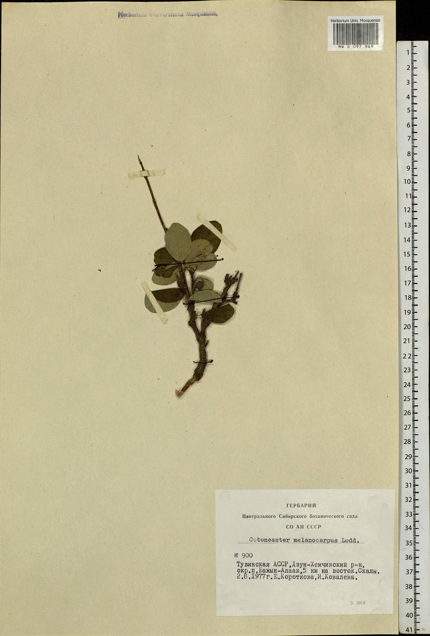 Cotoneaster melanocarpus G. Lodd., Siberia, Altai & Sayany Mountains (S2) (Russia)