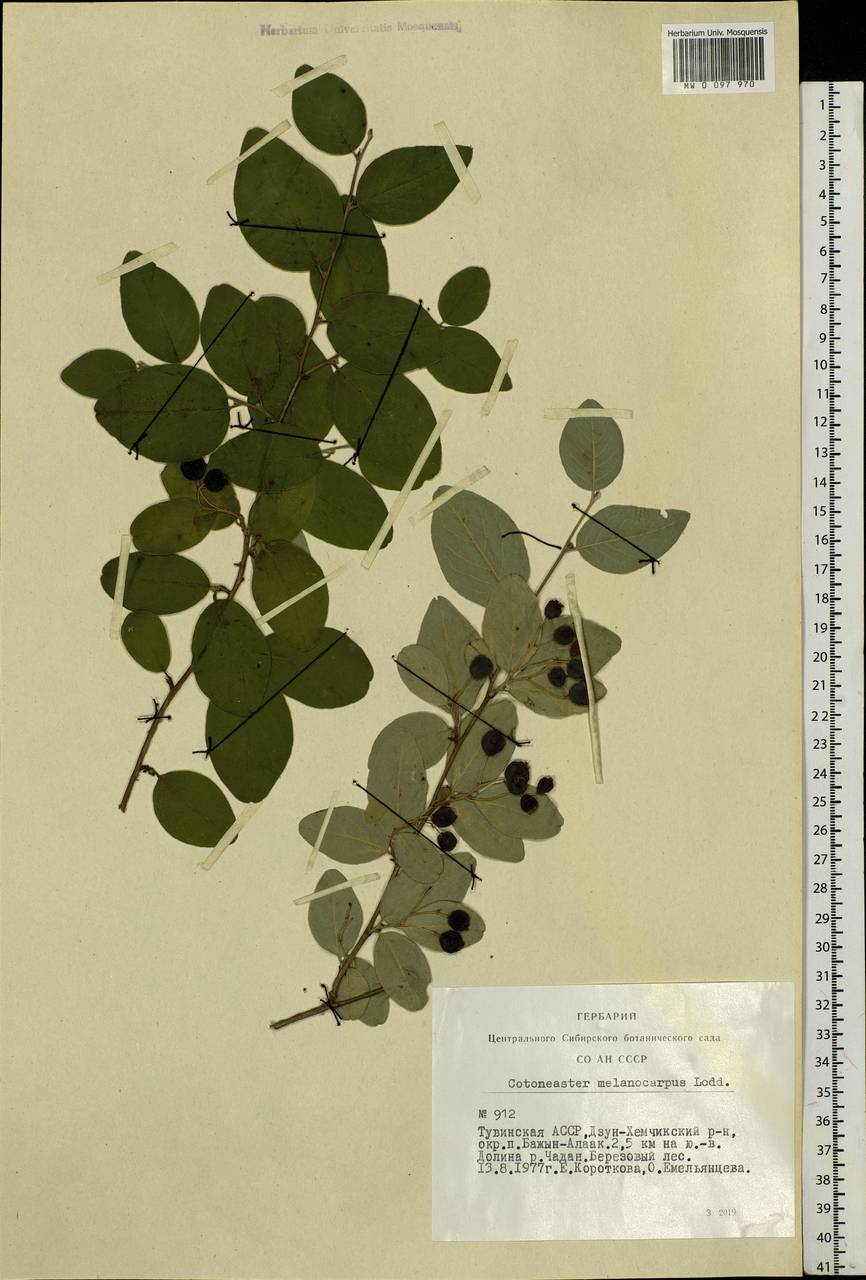 Cotoneaster melanocarpus G. Lodd., Siberia, Altai & Sayany Mountains (S2) (Russia)