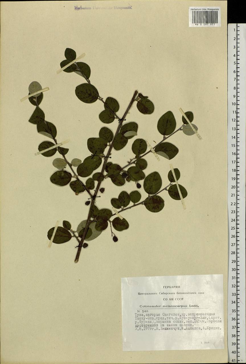 Cotoneaster melanocarpus G. Lodd., Siberia, Altai & Sayany Mountains (S2) (Russia)