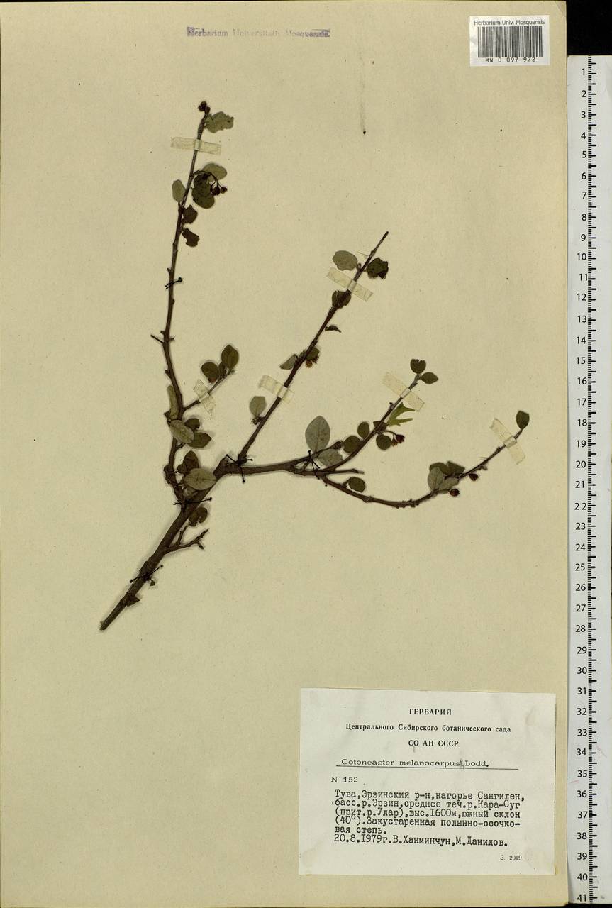 Cotoneaster melanocarpus G. Lodd., Siberia, Altai & Sayany Mountains (S2) (Russia)