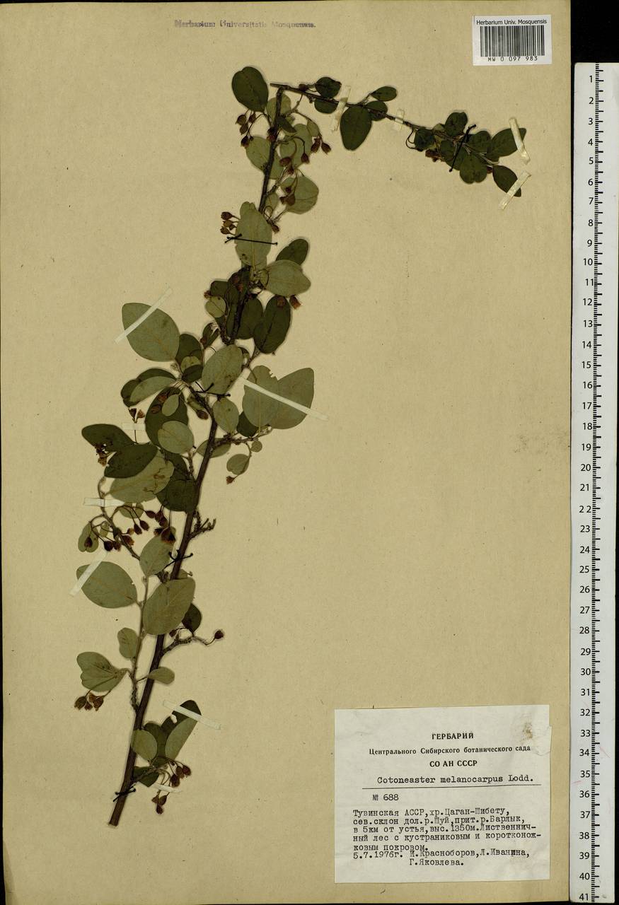 Cotoneaster melanocarpus G. Lodd., Siberia, Altai & Sayany Mountains (S2) (Russia)