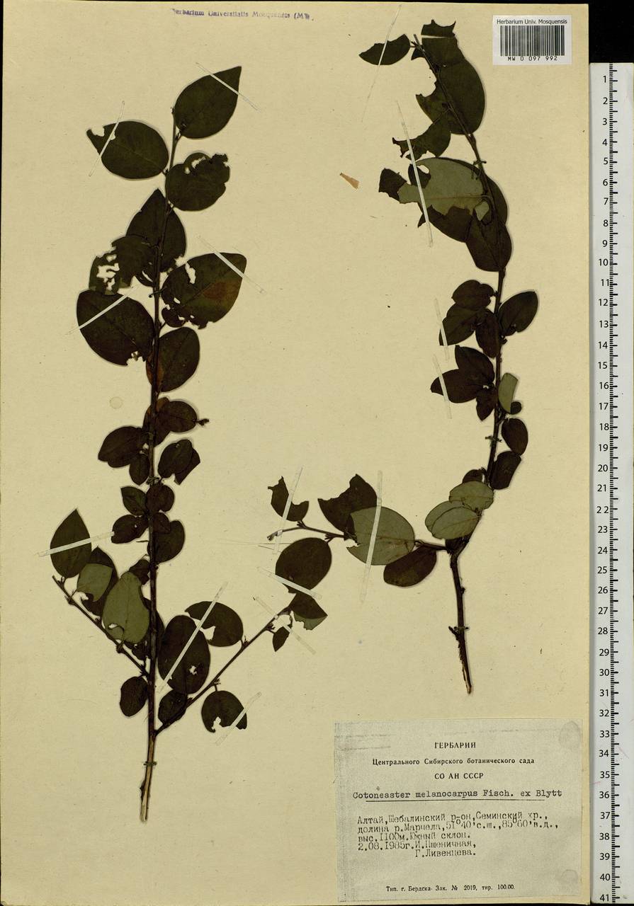 Cotoneaster melanocarpus G. Lodd., Siberia, Altai & Sayany Mountains (S2) (Russia)