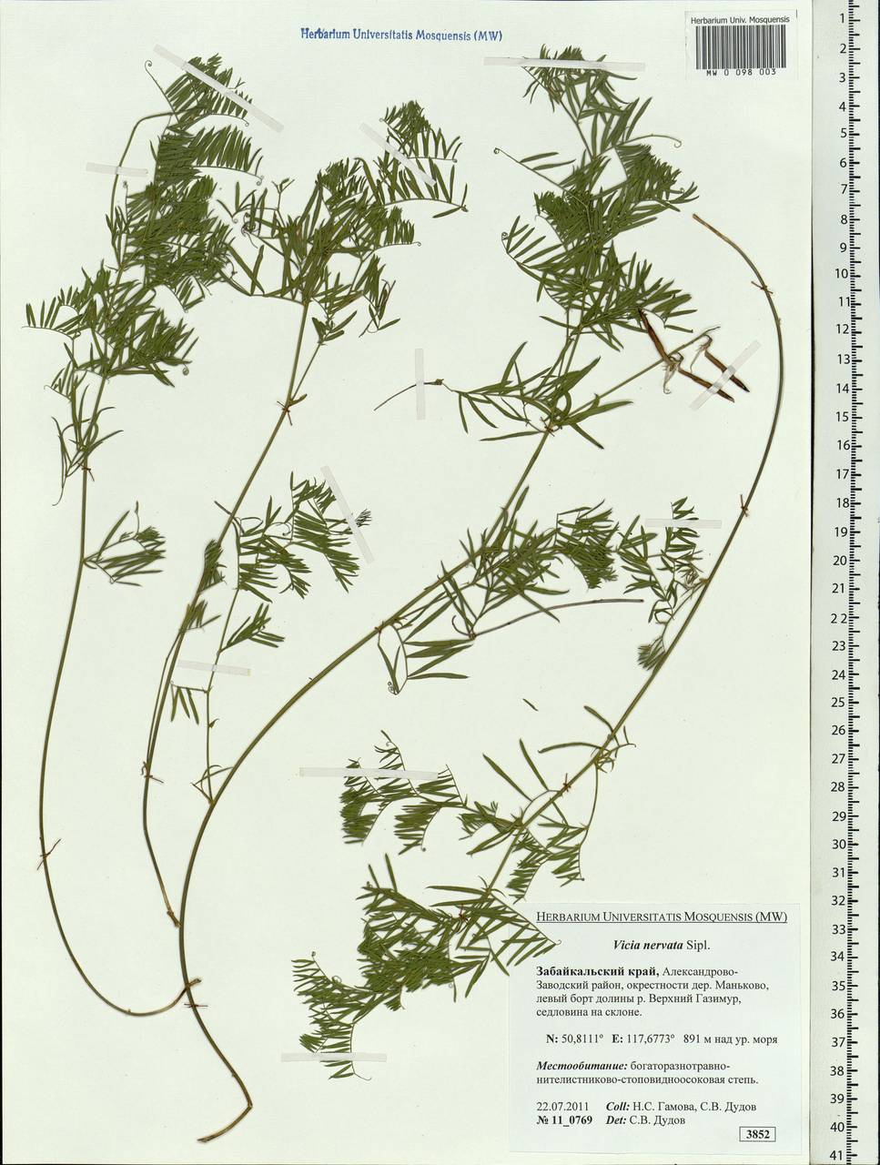 Vicia multicaulis Ledeb., Siberia, Baikal & Transbaikal region (S4) (Russia)