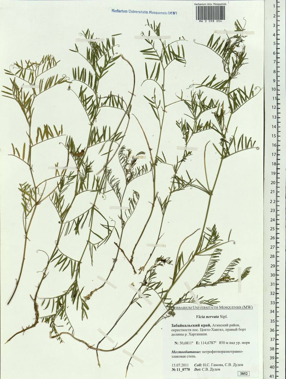 Vicia multicaulis Ledeb., Siberia, Baikal & Transbaikal region (S4) (Russia)