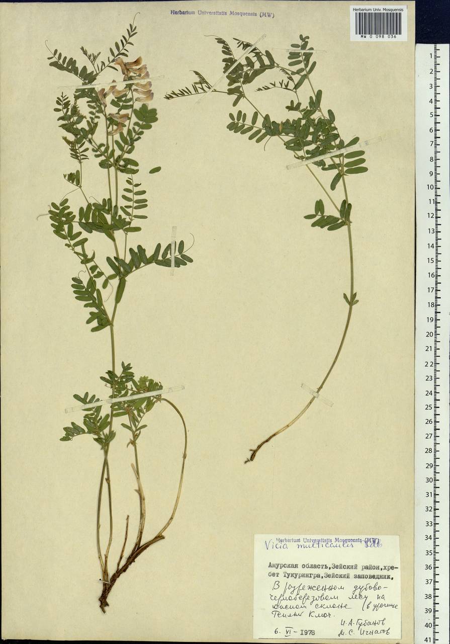 Vicia multicaulis Ledeb., Siberia, Russian Far East (S6) (Russia)