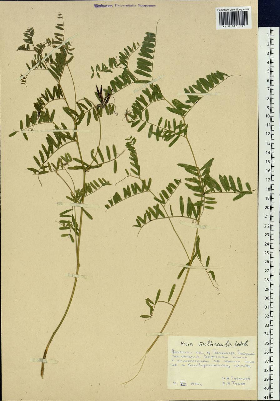 Vicia multicaulis Ledeb., Siberia, Russian Far East (S6) (Russia)