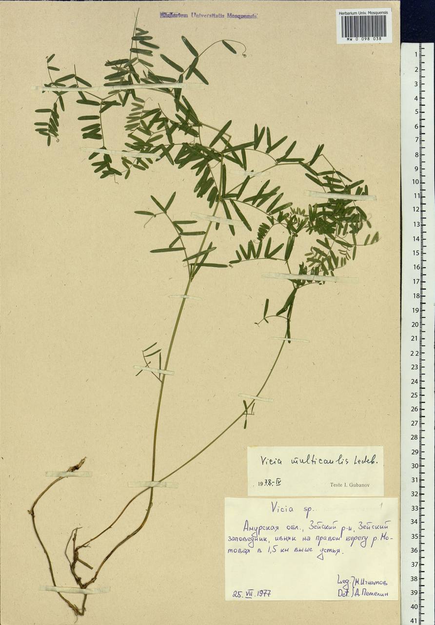 Vicia multicaulis Ledeb., Siberia, Russian Far East (S6) (Russia)