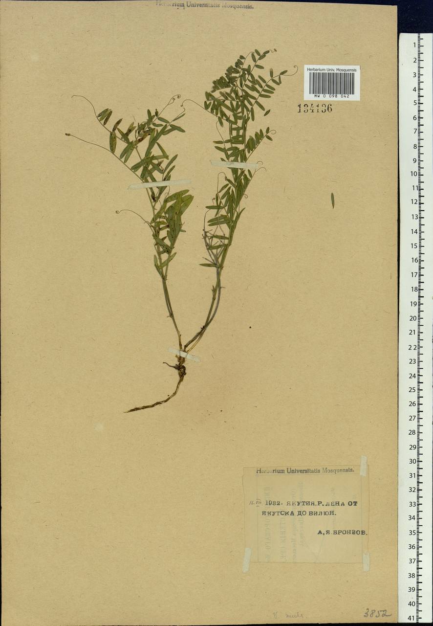 Vicia multicaulis Ledeb., Siberia, Yakutia (S5) (Russia)