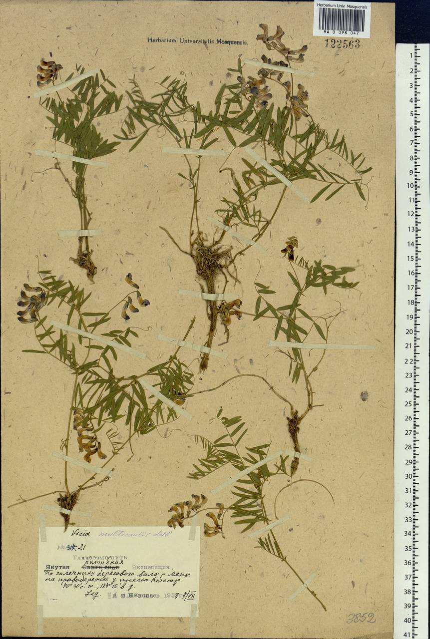 Vicia multicaulis Ledeb., Siberia, Yakutia (S5) (Russia)