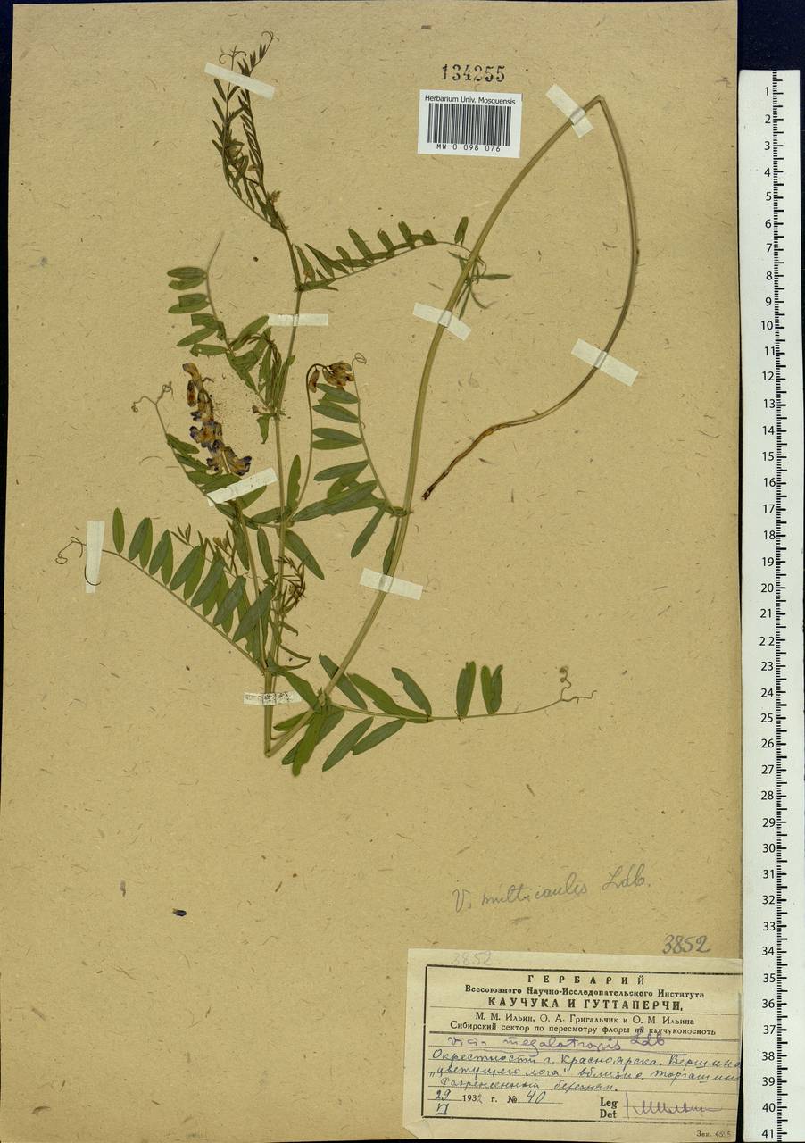 Vicia multicaulis Ledeb., Siberia, Central Siberia (S3) (Russia)