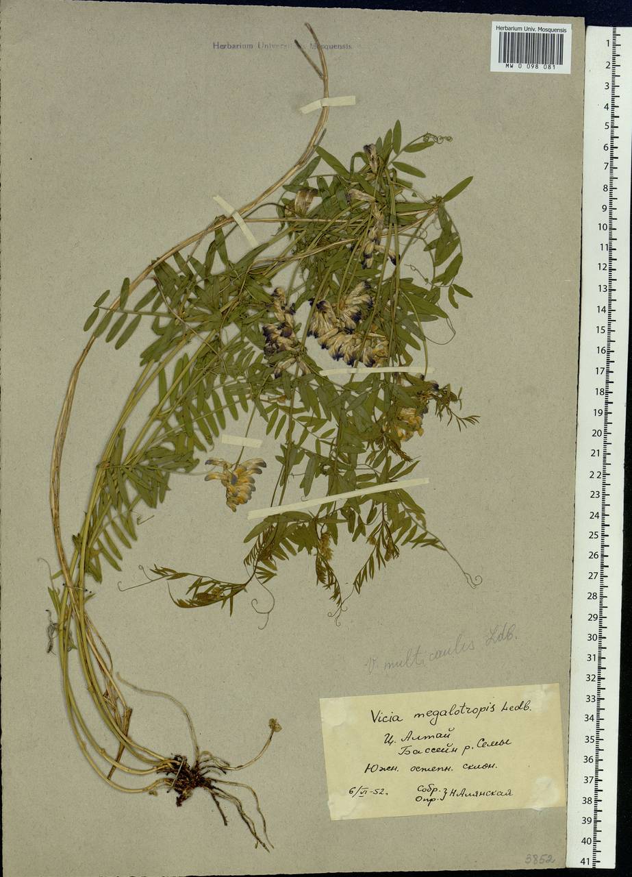 Vicia multicaulis Ledeb., Siberia, Altai & Sayany Mountains (S2) (Russia)