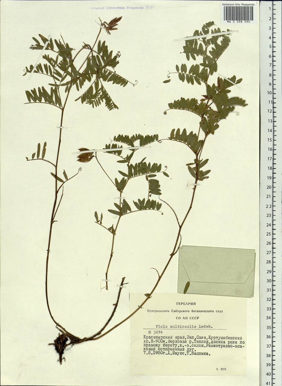 Vicia multicaulis Ledeb., Siberia, Altai & Sayany Mountains (S2) (Russia)