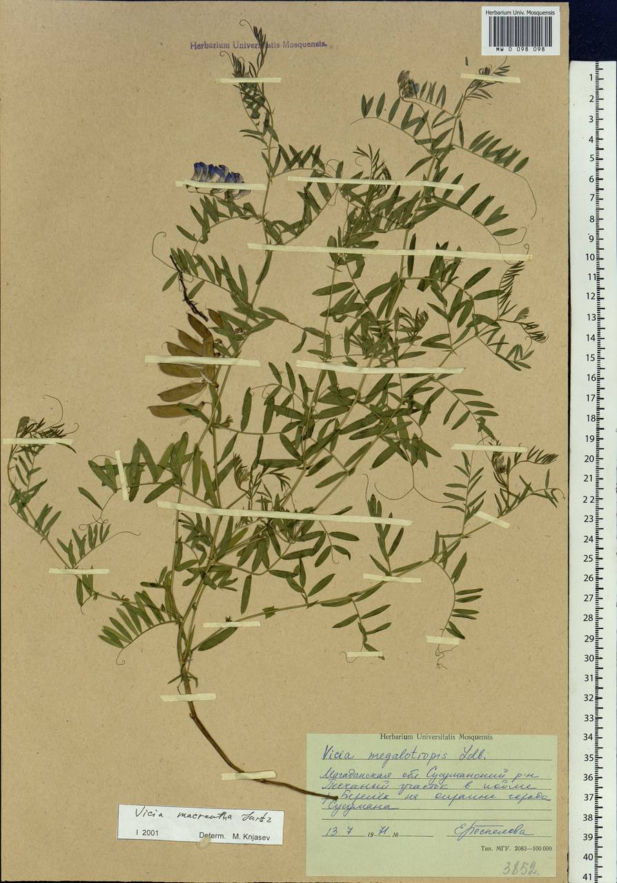 Vicia megalotropis Ledeb., Siberia, Chukotka & Kamchatka (S7) (Russia)