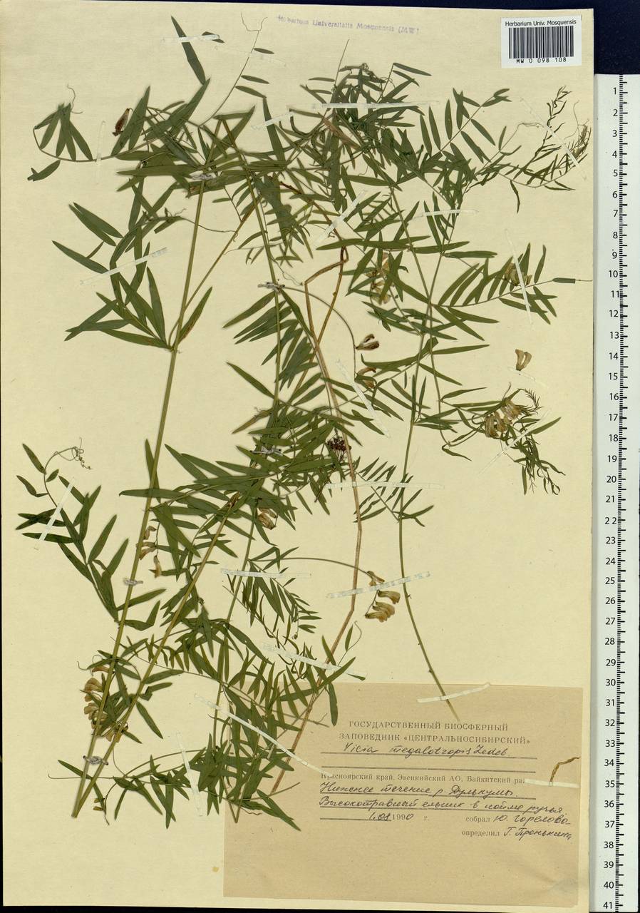 Vicia megalotropis Ledeb., Siberia, Central Siberia (S3) (Russia)