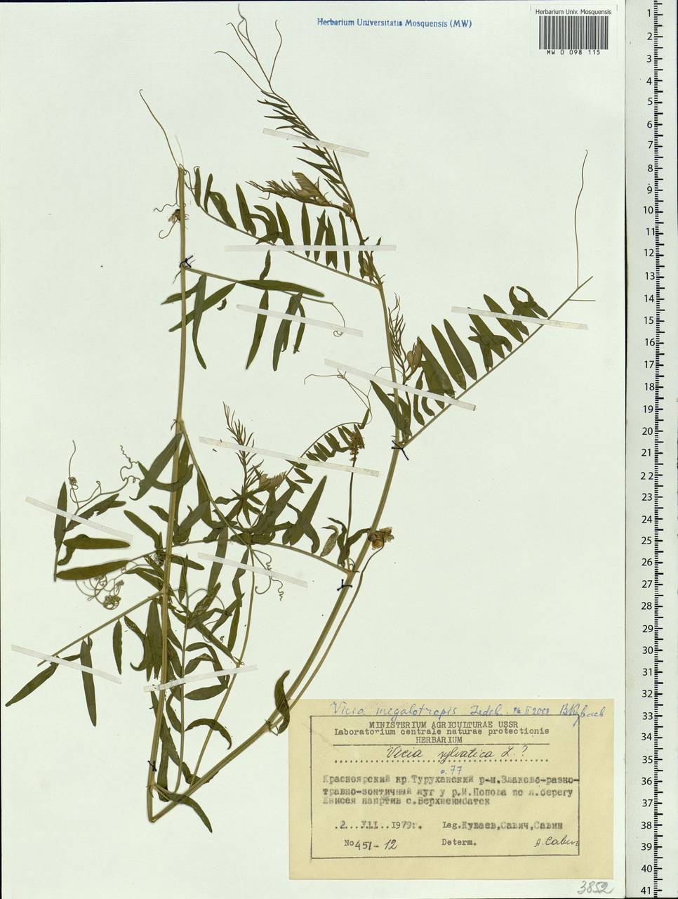 Vicia megalotropis Ledeb., Siberia, Central Siberia (S3) (Russia)
