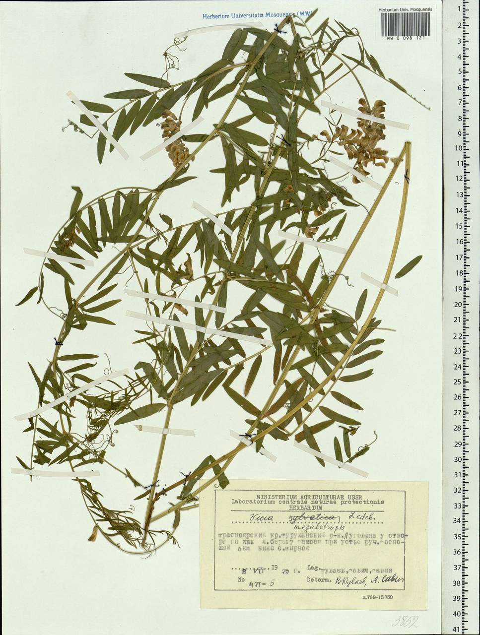 Vicia megalotropis Ledeb., Siberia, Central Siberia (S3) (Russia)