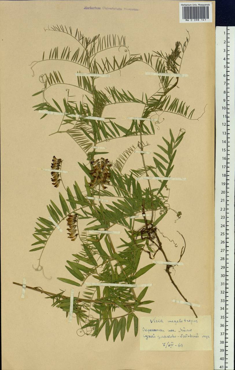 Vicia megalotropis Ledeb., Siberia, Altai & Sayany Mountains (S2) (Russia)