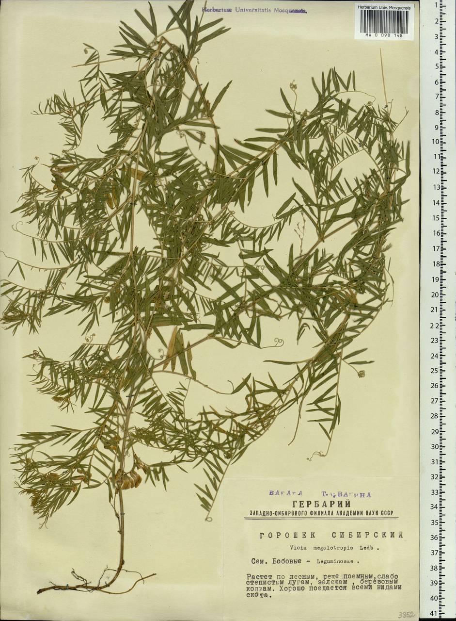 Vicia megalotropis Ledeb., Siberia, Western Siberia (S1) (Russia)
