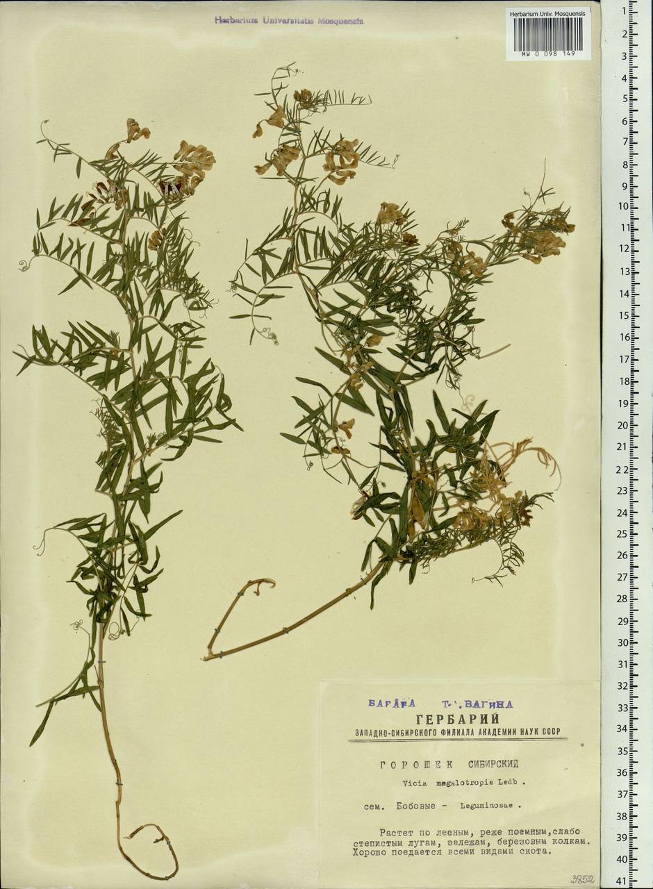 Vicia megalotropis Ledeb., Siberia, Western Siberia (S1) (Russia)