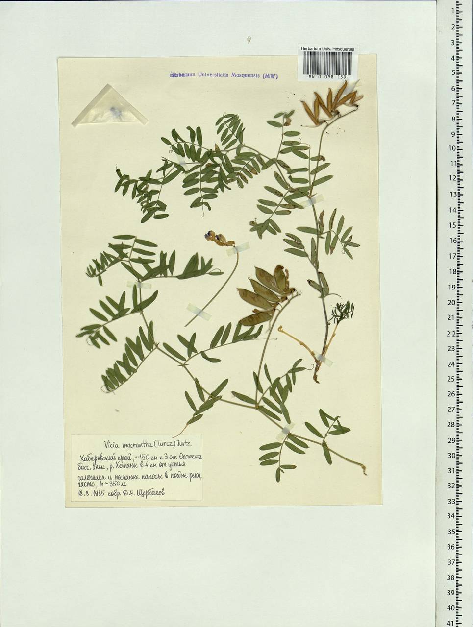 Vicia macrantha Jurtzev, Siberia, Russian Far East (S6) (Russia)