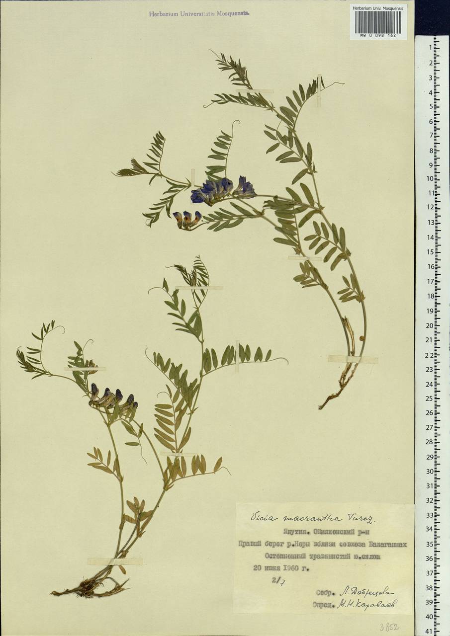 Vicia macrantha Jurtzev, Siberia, Yakutia (S5) (Russia)
