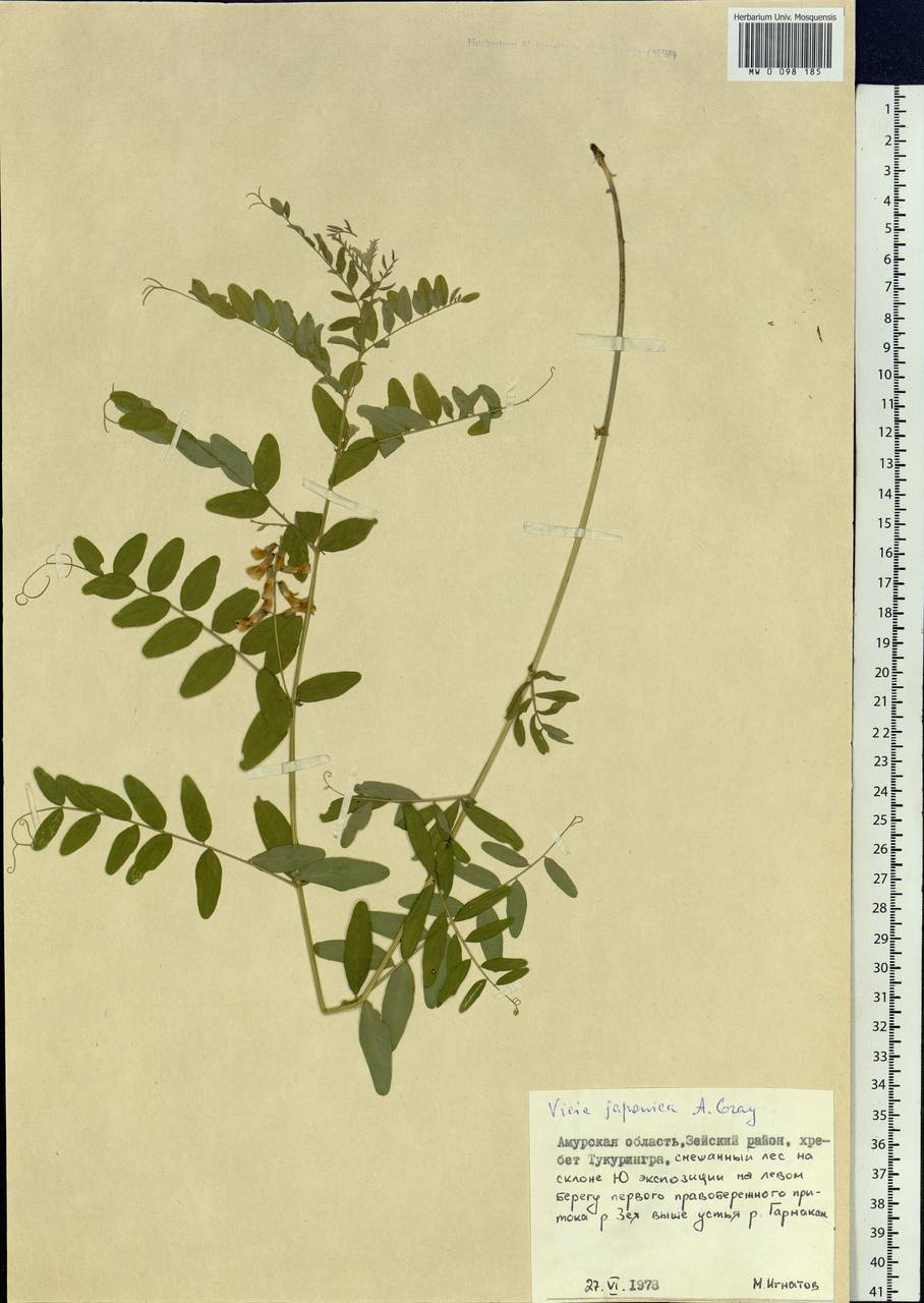 Vicia japonica A.Gray, Siberia, Russian Far East (S6) (Russia)