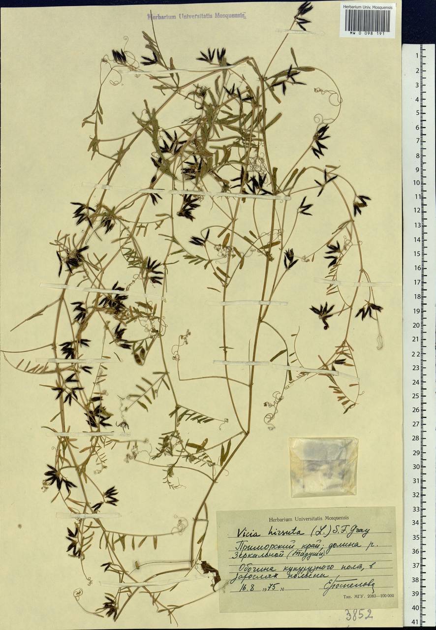Vicia hirsuta (L.)Gray, Siberia, Russian Far East (S6) (Russia)
