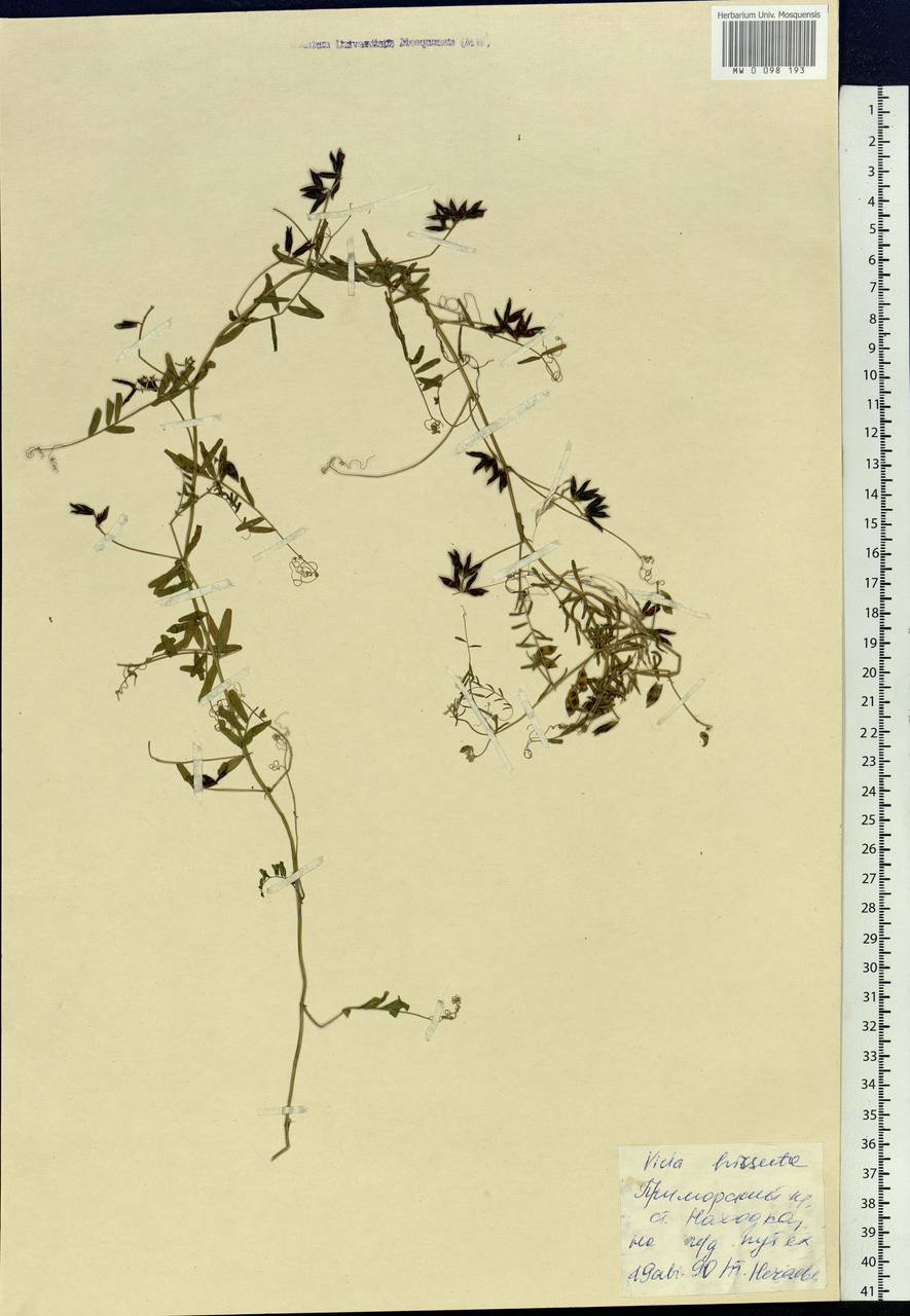 Vicia hirsuta (L.) Gray, Siberia, Russian Far East (S6) (Russia)