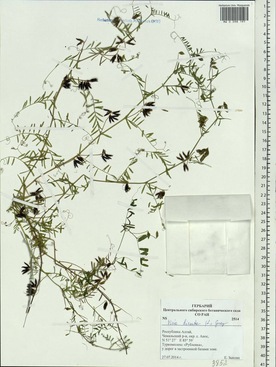 Vicia hirsuta (L.)Gray, Siberia, Altai & Sayany Mountains (S2) (Russia)