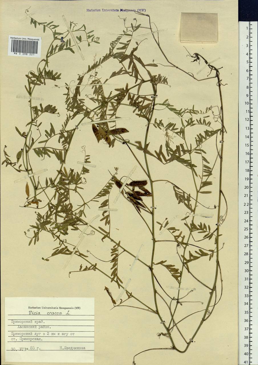Vicia cracca L., Siberia, Russian Far East (S6) (Russia)