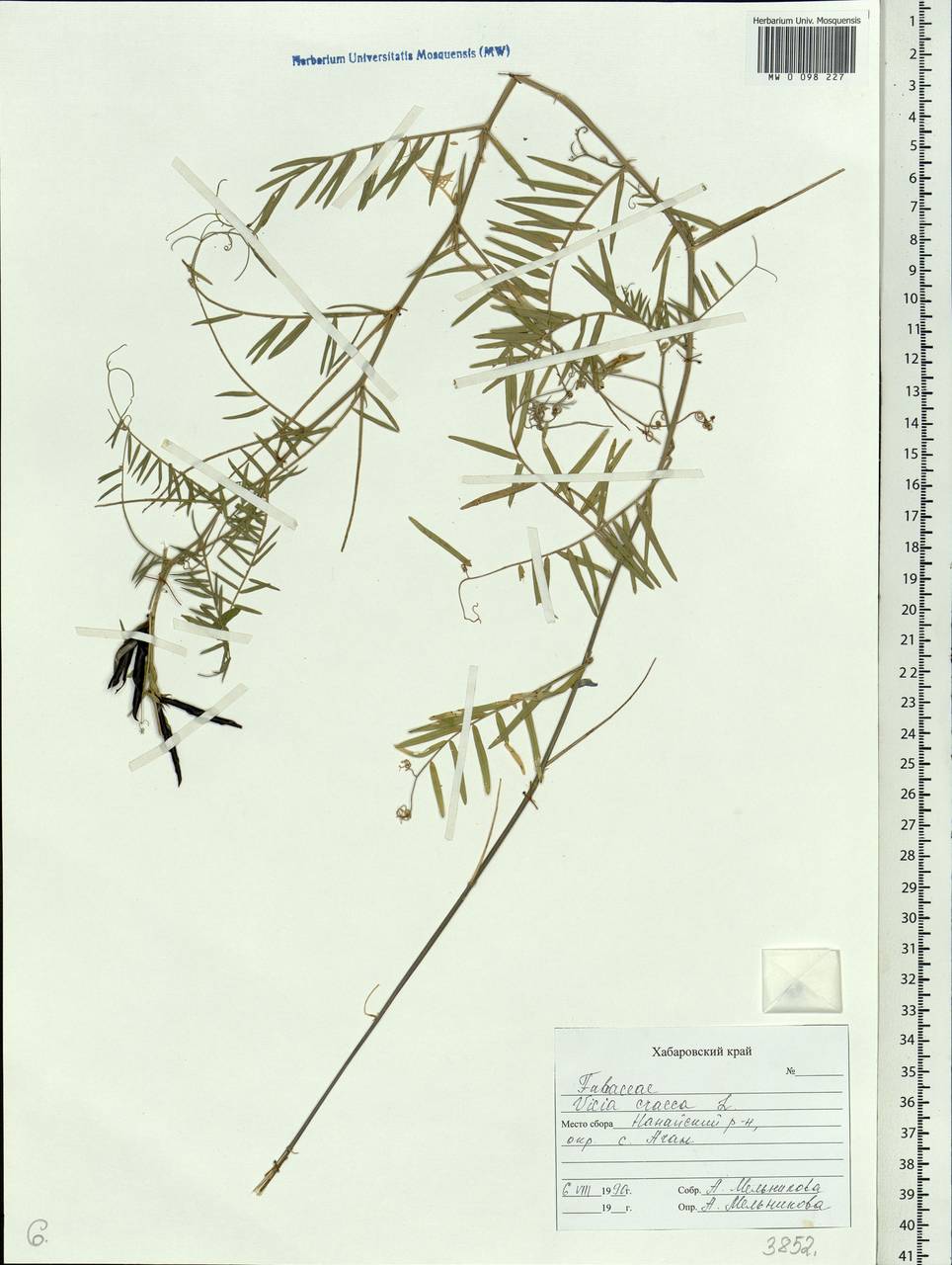 Vicia cracca L., Siberia, Russian Far East (S6) (Russia)