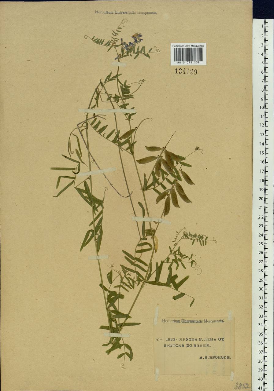 Vicia cracca L., Siberia, Yakutia (S5) (Russia)