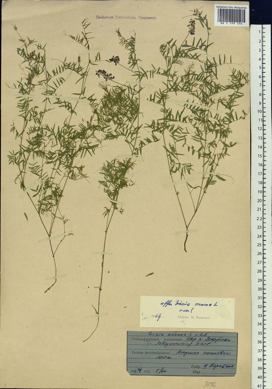 Vicia cracca L., Siberia, Yakutia (S5) (Russia)