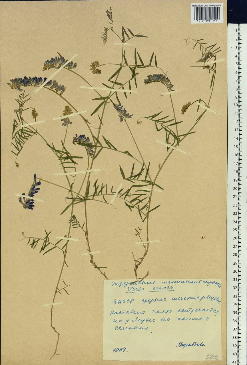 Vicia cracca L., Siberia, Yakutia (S5) (Russia)