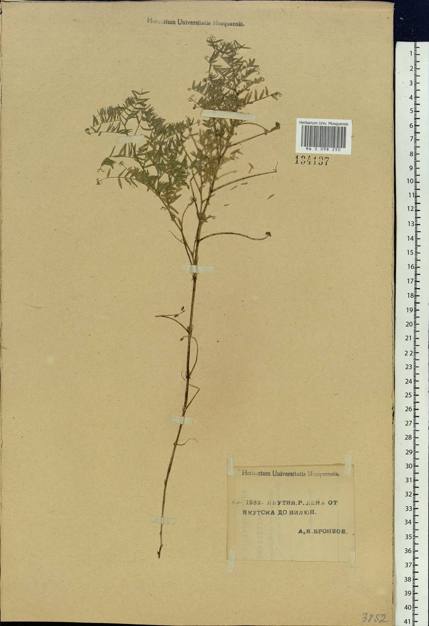 Vicia cracca L., Siberia, Yakutia (S5) (Russia)