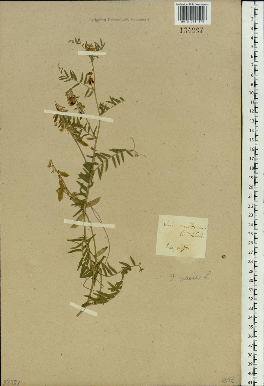Vicia cracca L., Siberia, Baikal & Transbaikal region (S4) (Russia)