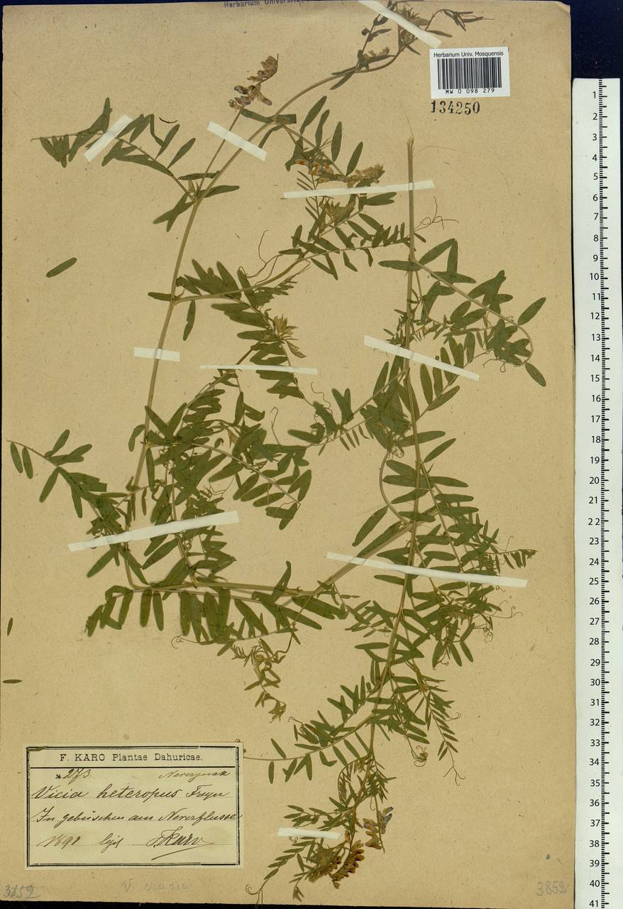 Vicia cracca L., Siberia, Baikal & Transbaikal region (S4) (Russia)