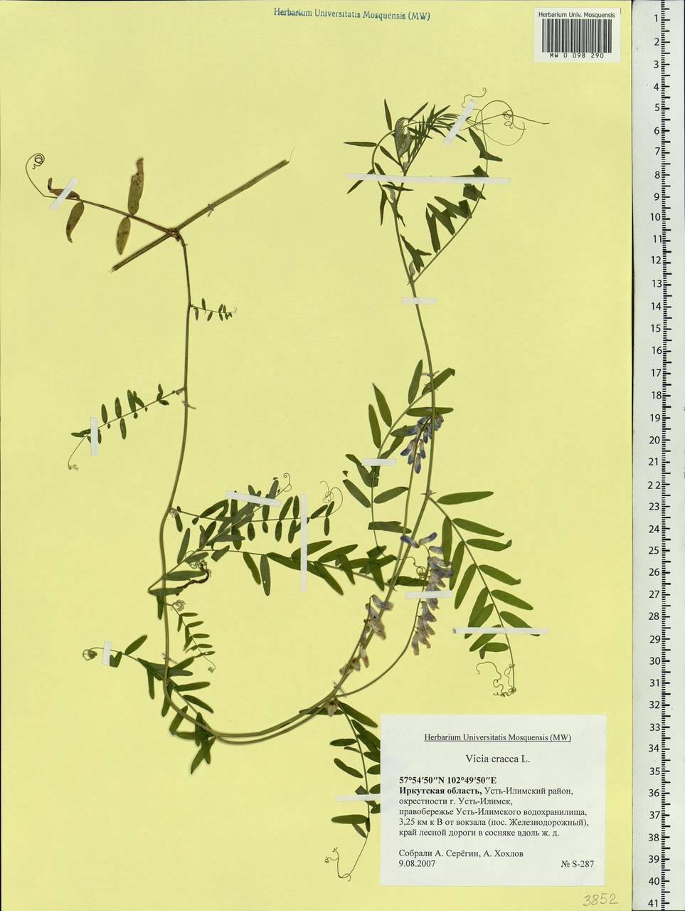 Vicia cracca L., Siberia, Baikal & Transbaikal region (S4) (Russia)