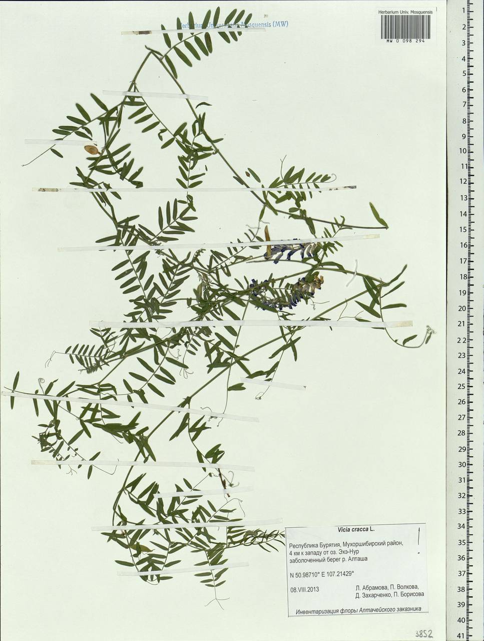Vicia cracca L., Siberia, Baikal & Transbaikal region (S4) (Russia)