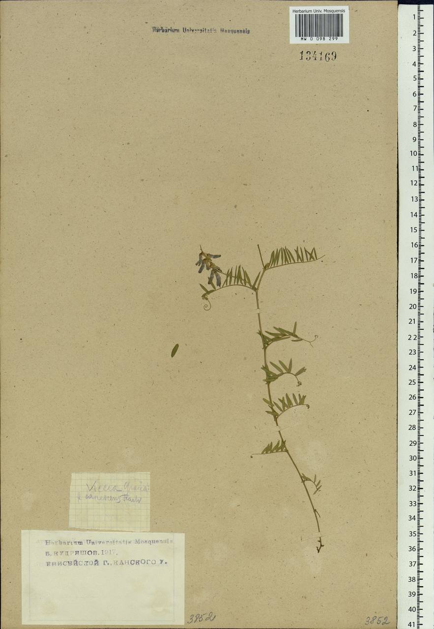Vicia cracca L., Siberia, Central Siberia (S3) (Russia)