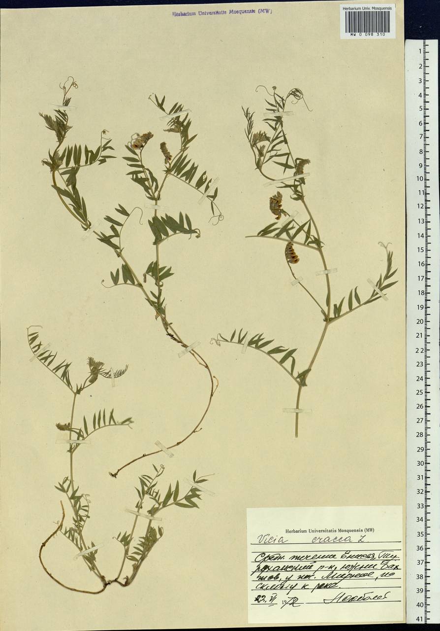 Vicia cracca L., Siberia, Central Siberia (S3) (Russia)