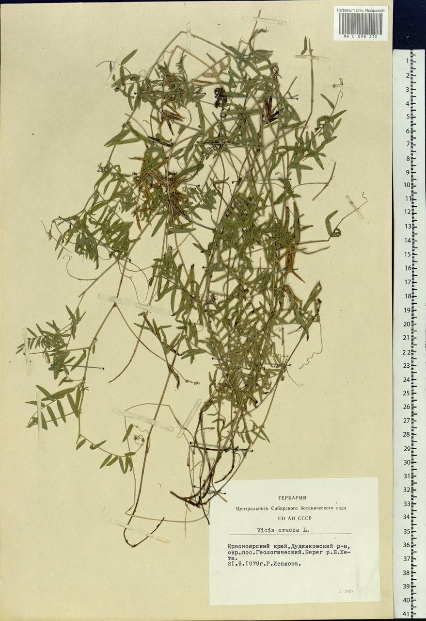 Vicia cracca L., Siberia, Central Siberia (S3) (Russia)