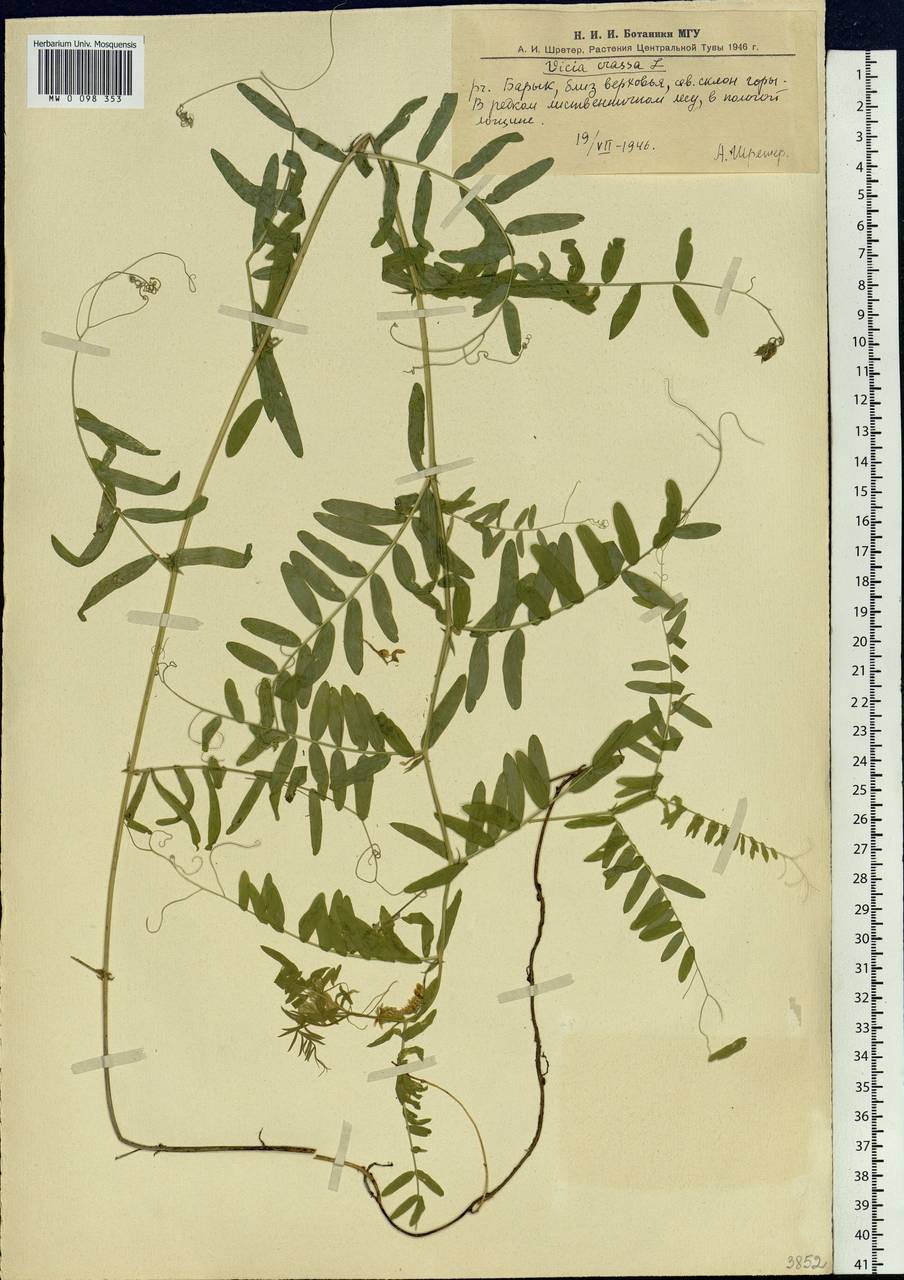 Vicia cracca L., Siberia, Altai & Sayany Mountains (S2) (Russia)