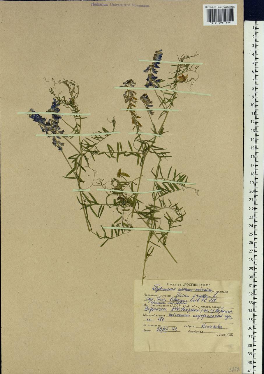 Vicia cracca L., Siberia, Altai & Sayany Mountains (S2) (Russia)